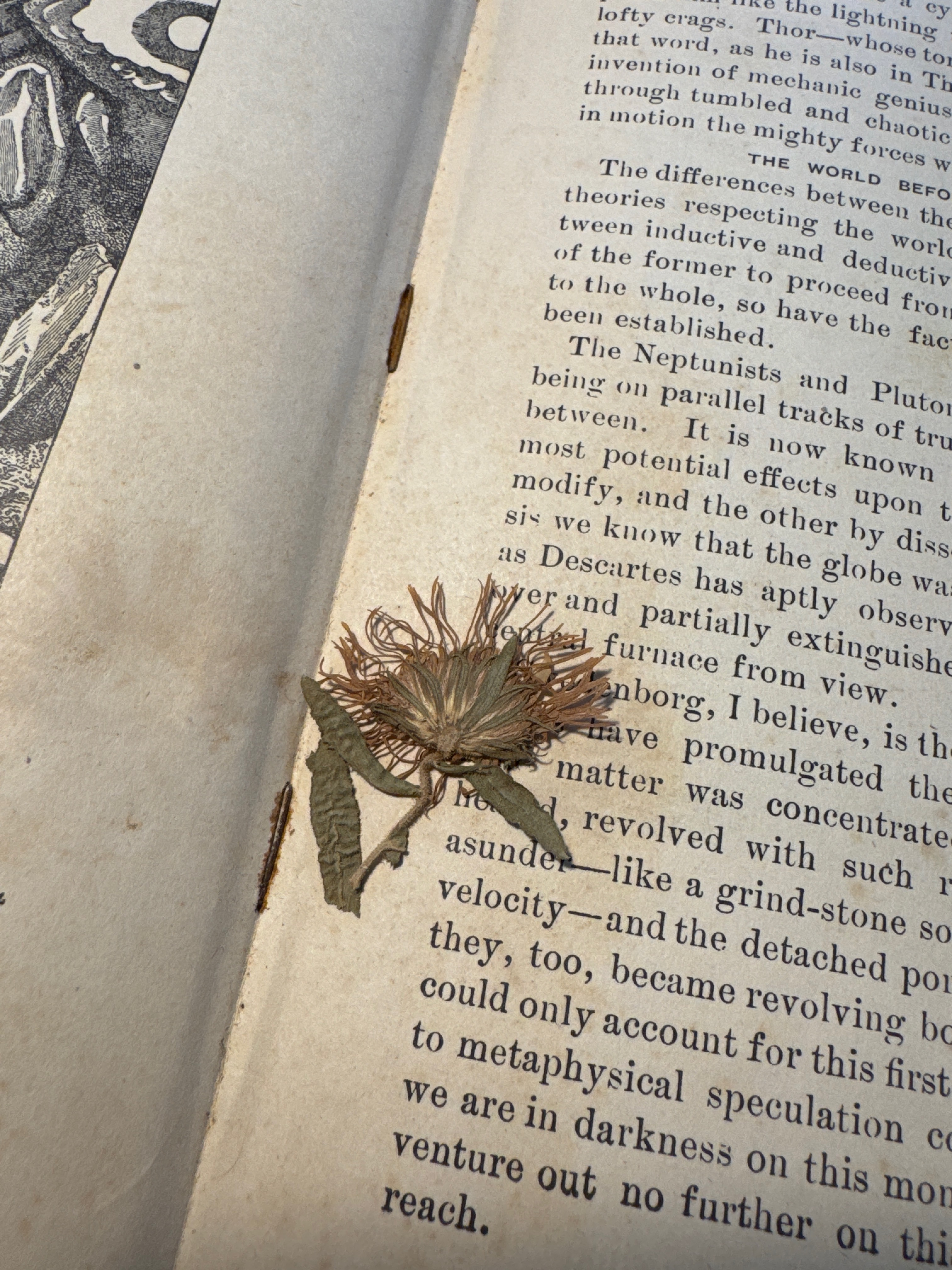 Dandelion?